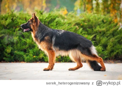 serek_heterogenizowany - Podpowie mi ktos dlaczego moje auto ma z przodu między kołem...