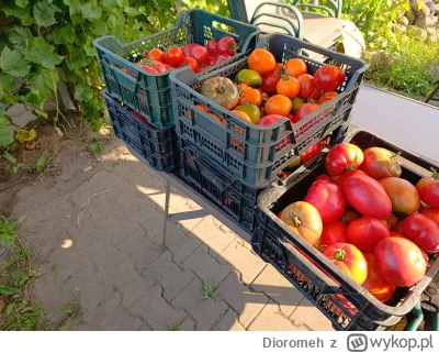 Dioromeh - Podlewanie nie było błędem. Tylko zamykanie. W niewietrzonym tunelu przy z...