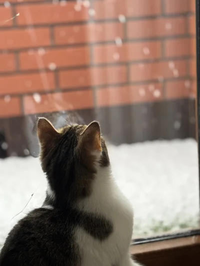 wybryk_natury - Pada śnieg, pada śnieg 
#pokazkota #kitku #brunofanclub