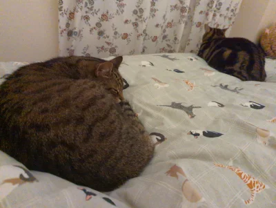 szzzzzz - @rozdartapyta dwóch kotków!