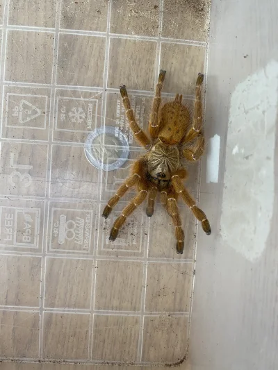 debug - @debug: w sumie bardzo spokojna sztuka, chciała sobie po prostu pójść. Mam na...