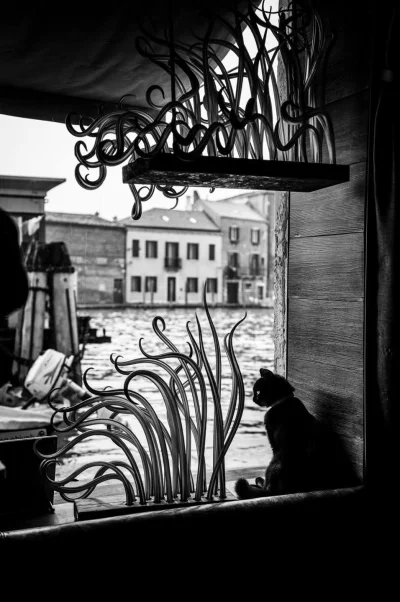 SatanWasa_Babyboomer - I Fink U Creepy

#fotografia #koty #kitku #kot