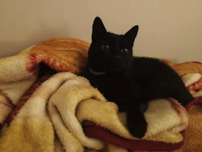 walokid - Słów brakuje żeby opisać jakie to jest grzeczne i kochane kitku (ma 16 lat,...