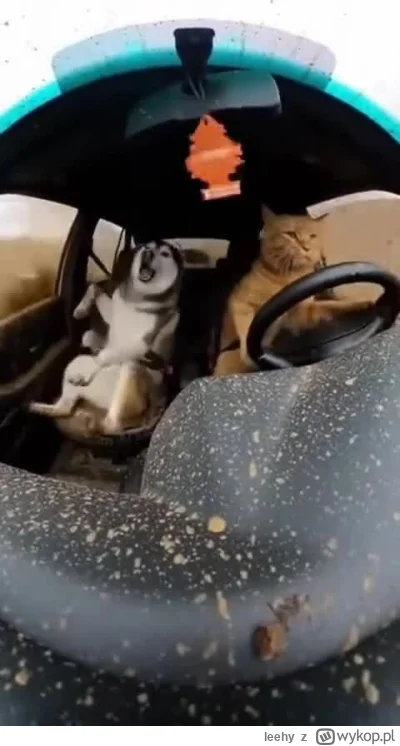 leehy - #smiesznekotki