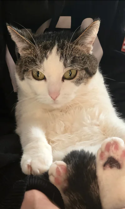 Solsith - @Reiwilo: moja też znajda, fajne kitku (｡◕‿‿◕｡)