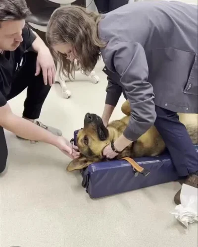 cheeseandonion - _Veterinarian expertly removes a kong toy stuck in a German Shepherd...