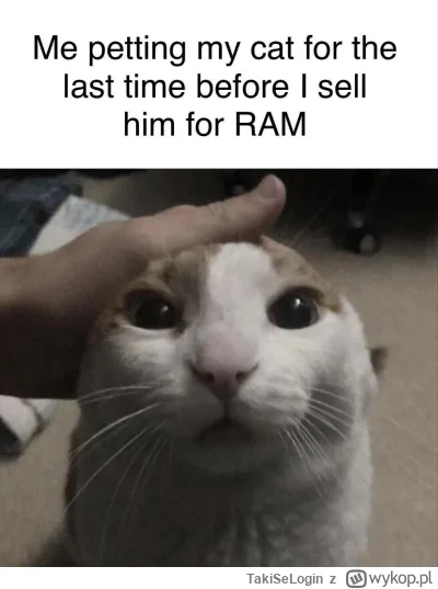 TakiSeLogin - #koty #pc #komputery #heheszki