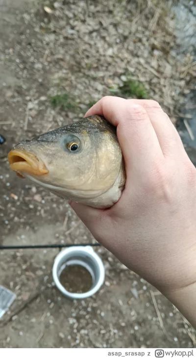 asap_srasap - #wedkarstwo mały karpik z rzeki. Na początku myślałem, że ma jakąś pleś...