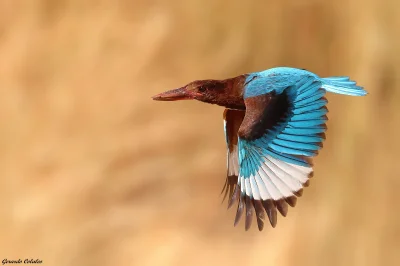 Lifelike - Łowiec krasnodzioby (Halcyon smyrnensis)
Autor
#photoexplorer #fotografia ...