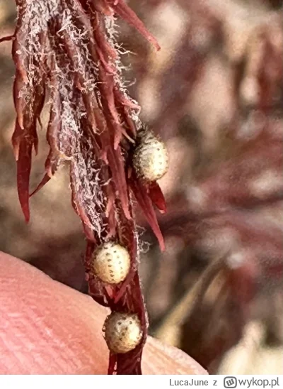 LucaJune - @LucaJune: i drugie robale