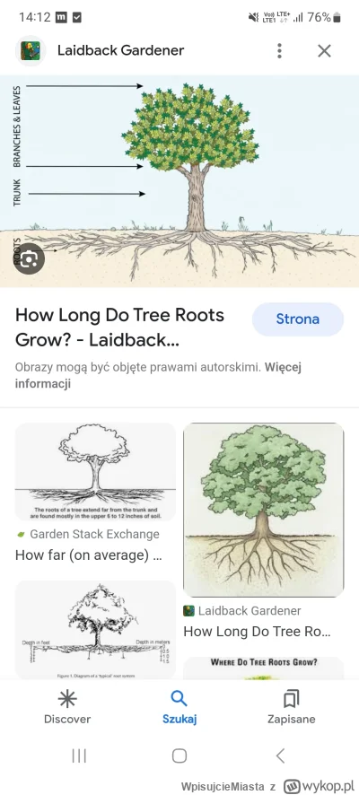 WpisujcieMiasta - @klintoniusz: tak wyglądają korzenie drzewa
