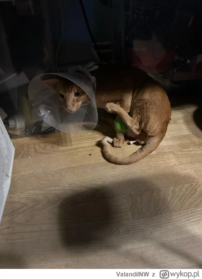 ValandilNW - Pierwsze wszczepy już za nami. System radarowy, modliszkowe ostrza w lew...