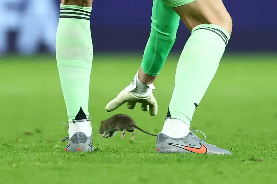 Mlody_pelikan - #konkursnanajbardziejgownianymemznosaczem na dzisiejszym #mecz Walia ...