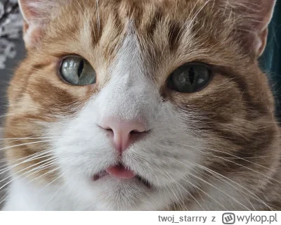 twoj_starrry - Języczek sie mu zabugował ( ͡° ͜ʖ ͡°)

#koty #kitku #pokazkota #kociej...