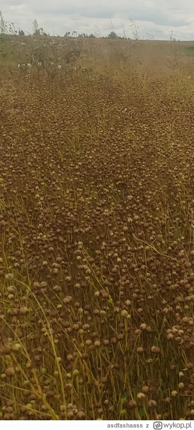 asdfashaass - @Dondaestepeligroszo: z kwiatków są te kulki a w kulkach nasionka , no ...