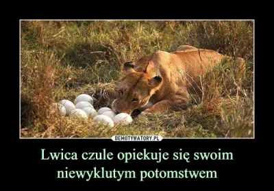 bittracks-studio - @pomawiano-tv: pewnie jaja składa