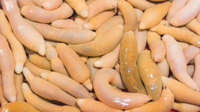 tojestmultikonto - @Floyt: A to są penisy czy robak?