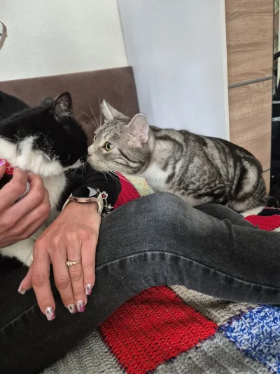 Lujdziarski - @Krzysztof53647 Bero ogólnie jest przyjacielski kotem, do mojej siostry...