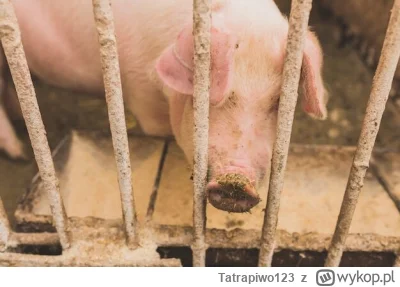Tatrapiwo123 - @deko_gangster: