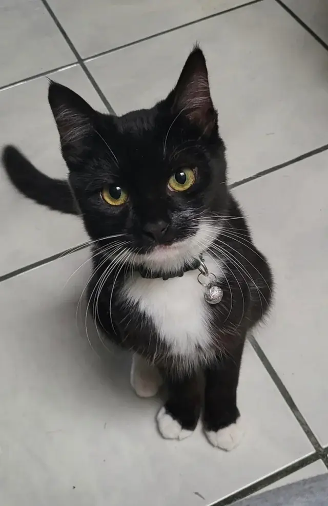 stiv30 - #kitku #koty #kot