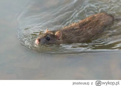 jmateuszj - #gielda #meczennicyxtb #xtb Szczurzysko jest niezatapialne, już nawet tym...