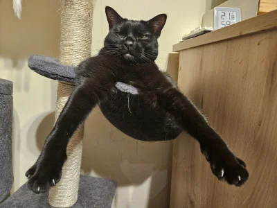 RicoElectrico - #pokazkota #dziwnekotki