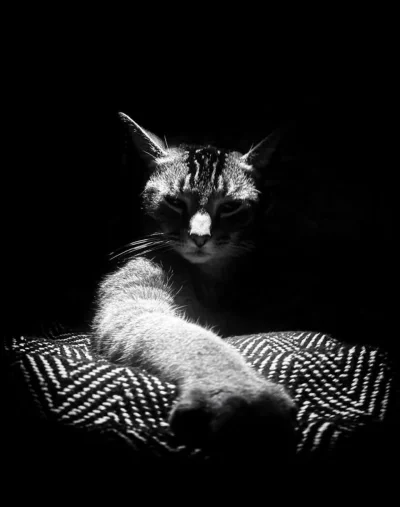 SatanWasa_Babyboomer - #kot #kitku #koty