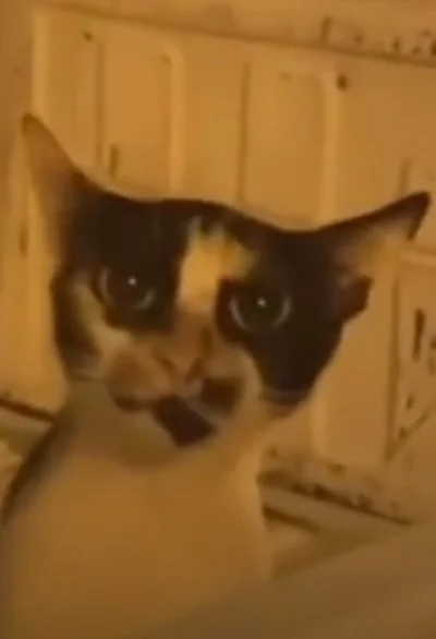 NiebedzieNietzschego - #dziwnekotki