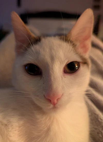 deeprest - #pokazkota