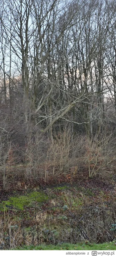 alibanplonie - #spierdotrip #przegryw