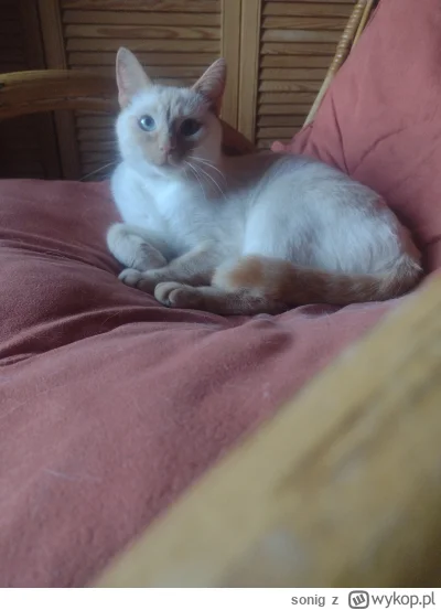 s.....g - kitku najbardziej lubi bujany fotel do siedzenia 

#koty #pokazkota