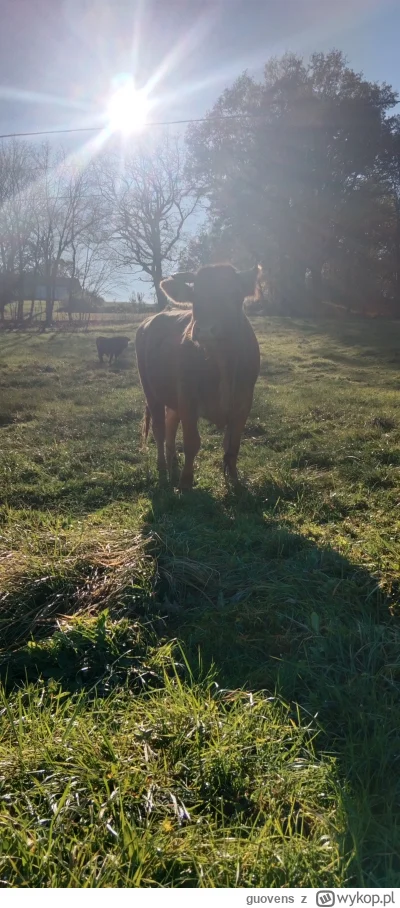 guovens - Nowa, majestatyczna koleżanka 
#smiesznypiesek #krowa