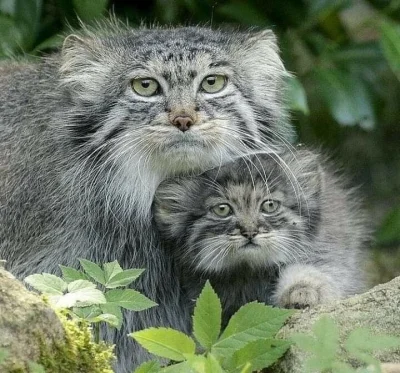 wfyokyga - Podał się do ojca