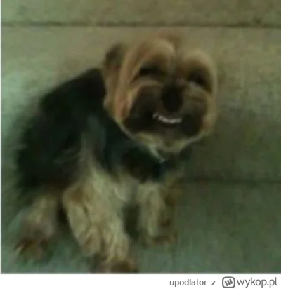 upodlator - @mirko_anonim