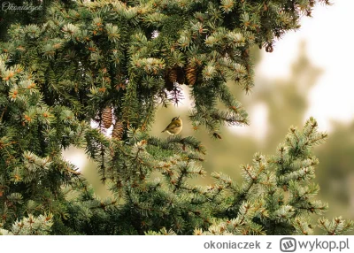 okoniaczek - @aaadam91: Zniczek