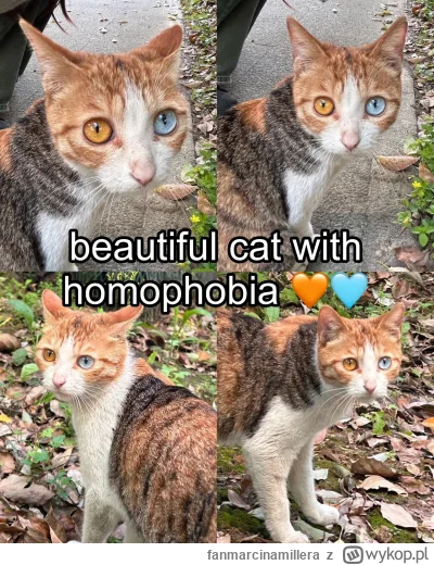 fanmarcinamillera - #pokazkota #pierdzepokotach #koty