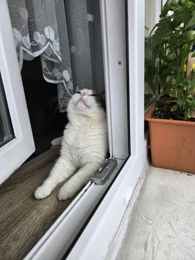 Solsith - #pokazkota #spaslak wracam z roboty nocnej i taki wielki foch (￣෴￣)