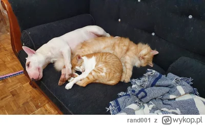 rand001 - @oh_cherry: Najlepszy zestaw terier + 2 koty ( ͡° ͜ʖ ͡°)