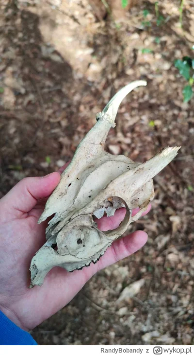 RandyBobandy - Znalazłem wczoraj na spacerze taką oto czaszkę, kto zgadnie jakiego zw...