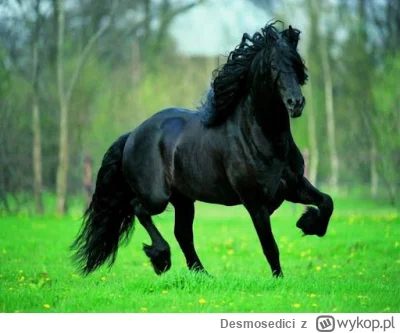 Desmosedici - #mecz Drodza państwo, to chyba on! G R U Z J A !