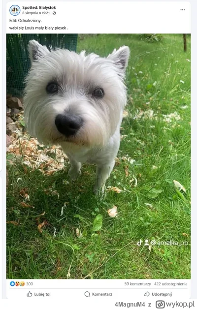 4MagnuM4 - Louis Mały Biały Piesek odnaleziony! #heheszki #smiesznypiesek #fredikamio...