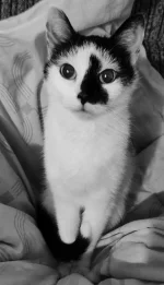 chrusto - Moje prawie 18 letnie Kitku (bez dwóch miesięcy) odeszło sobie dzisiaj o 23...