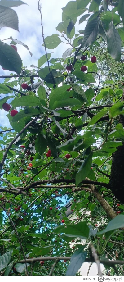 skibi - Chłop poranek i przedpołudnie postanowił spędzić na zrywaniu wiśni.
#dziendob...