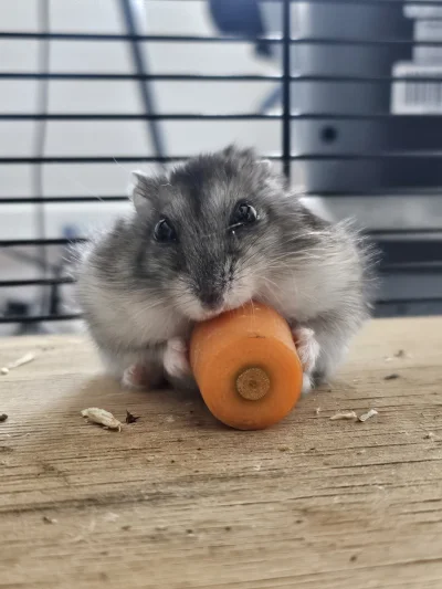 witajswiecie - Marchew nie miała żadnych szans na ucieczkę.

#chomiki #chomik #zwierz...