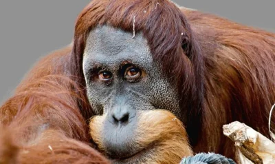 stooley32 - Czy to prawda, że rude małpy są najbardziej złośliwe?
#kononowicz #patost...