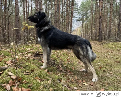 Basic - Wyczuł obsrane portki leminga #pokazpsa