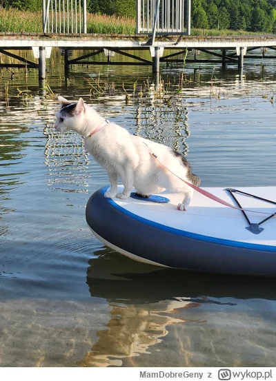 MamDobreGeny - Baśń o dzielnym Kocie Zeglarzu
#koty #pokazkota
