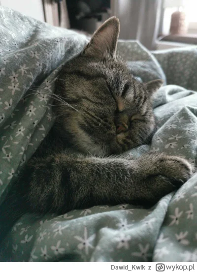 Dawid_Kwlk - Razem z #kitku uwielbiamy sobotnie poranki.

#pokazkota #koty
