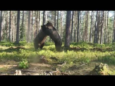 lvbie_placki - #przyroda #smiesznypiesek