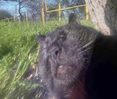 Noicozezebowniema - witam w ten piękny, słoneczny dzień. (ku*wa, ale razi w oczy)
#fr...